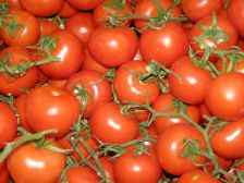 עגבניות באשכולות